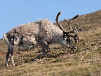 Auf Spitzbergen lebt eine endemische Rentier-Unterart, das Spitzbergen-Ren. Es ist etwas kleiner, al