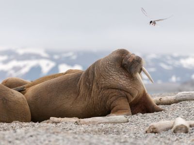 Ein Walross im Murchisonfjord wird von einer Küstenseeschwalbe attackiert. (© Vreni & Stefan Gerber)