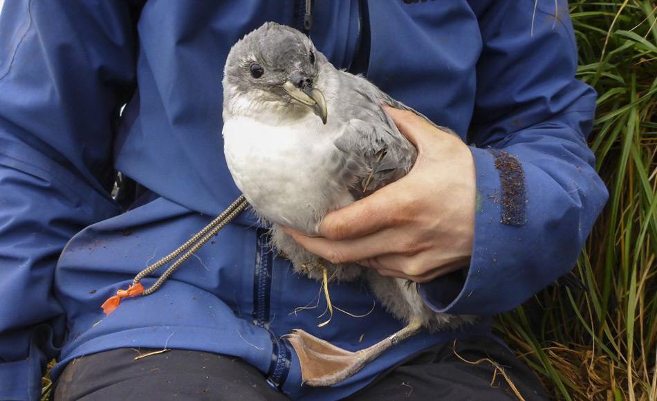 Ein Küken des Grausturmvogels wird zur Identifizierung beringt. Der Grausturmvogel (Procellaria cinerea), tritt über dem offenen Meer der Süd-Hemisphäre vorwiegen zwischen 49°S und 32°S auf. Die größten Kolonien mit schätzungsweise 53.000 Paaren sind auf den Antipoden Inseln und Gough Island mit 10.000 Paaren. (Foto: Marcus Salton)