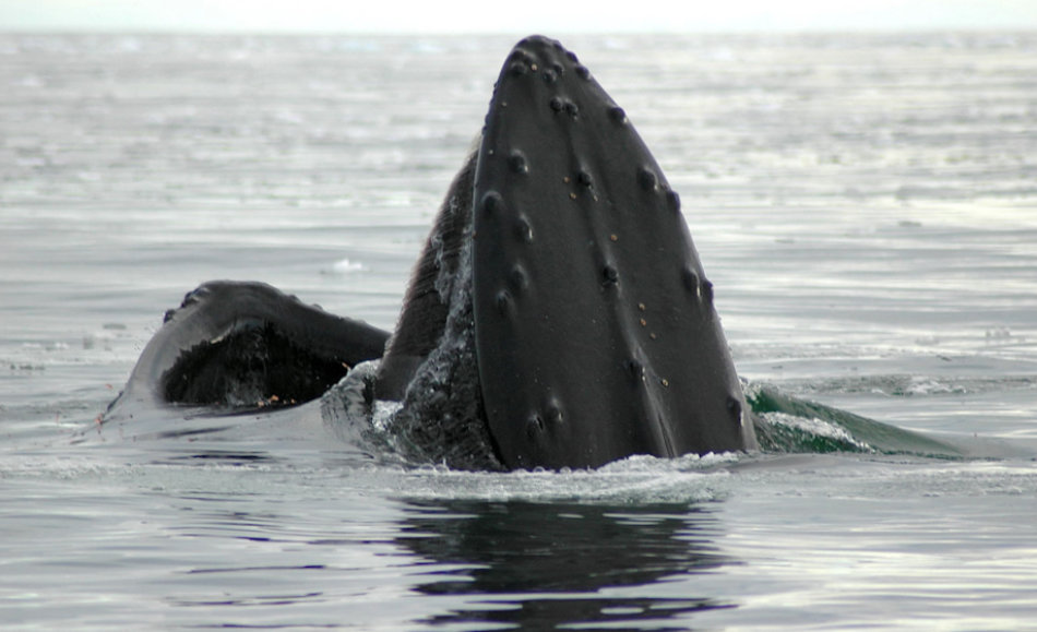 Verschiedene Walarten haben verschiedene Bartentypen. Die lÃ¤ngsten Barten sind bei GrÃ¶nlandwalen zu finden, die kleinsten bei Zwergwalen. Buckelwale, die sehr hÃ¤ufig ihre Barten bei Fressen zeigen, liegen eher in der Mitte. Bild: Michael Wenger