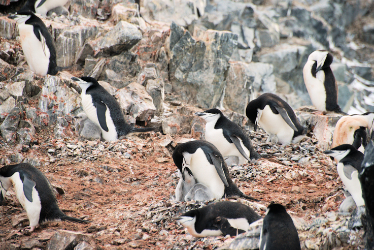 Die Zahlen der Pinguine und vieler anderer Seevögel sind in den letzten 40 Jahren zwischen 25 und