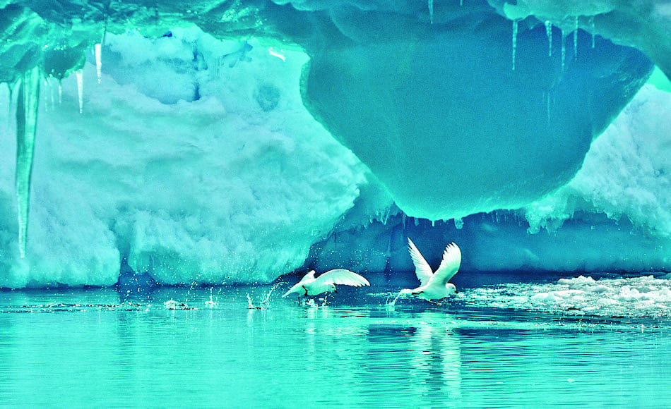 Die schneeweissen Vögel mit ihrem markanten schwarzen Schnabel sind echte Antarktisbewohner. Sie brüten auf eisfreien Stellen auf dem Kontinent. Mit Hilfe der Ablagerungen können Forscher das Alter der Kolonien bestimmen und Rückschlüsse auf die Vergletscherung ziehen. Bild: Michael Wenger