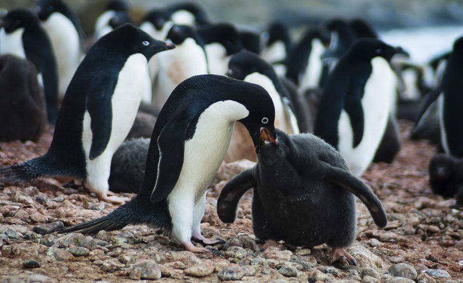Adelie Pinguine ernähren sich vorwiegend von Krill, einer Schlüsselspezies des antarktischen Ökosystems und Grundnahrungsmittel vieler anderer Tierarten. Krill färbt die Exkremente der Pinguine rot, die sämtliche Steine in den Pinguin-Kolonien bedecken. Bild: Katja Riedel
