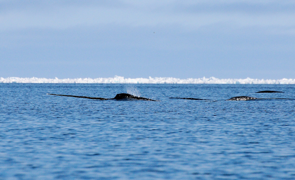 Die Studie untersuchte neben Robben und EisbÃ¤ren auch das Risiko fÃ¼r Wale. Das Resultat: Narwale sind am stÃ¤rksten gefÃ¤hrdet, EisbÃ¤ren am wenigsten. Bild: Michael Wenger