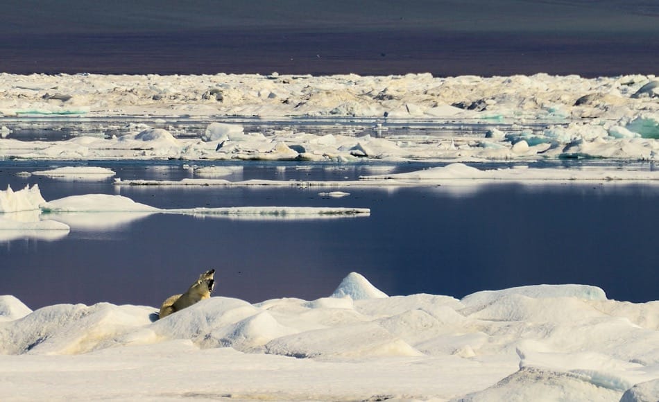 Das Packeis im Arktischen Ozean ist ein echter Lebensraum fÃ¼r eine Vielzahl von Tieren und Algen. An der Basis steht immer das pflanzliche Plankton, dessen Wachstum von vor allem von NÃ¤hrstoffen abhÃ¤ngig ist. Bild: Michael Wenger