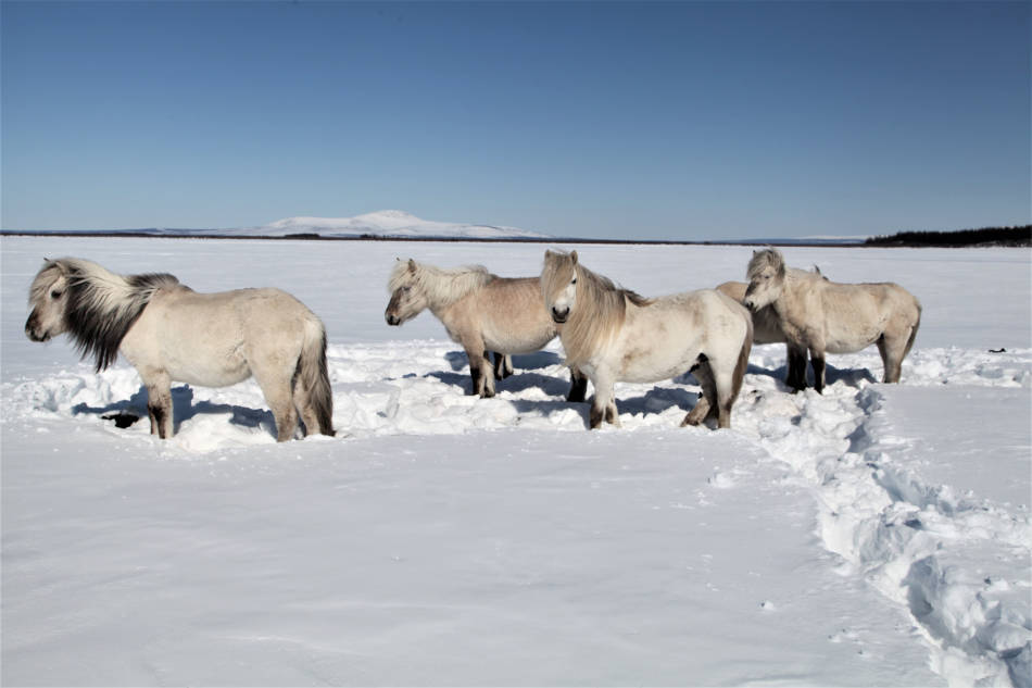 Grosse Pflanzenfresser wie Pferde und Rentiere kÃ¶nnten den Permafrost mit ihren stampfenden Hufen retten, so neue Forschungsergebnisse. (Foto: Pleistocene Park)