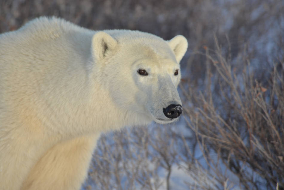 EisbÃ¤r, Hund oder Auto? Ein Ãberwachungsradar soll die Arktisgemeinden Ã¼ber sich nÃ¤hernde Gefahr warnen. (Bild: Joe Brockmeier / Flickr CC BY 2.0)