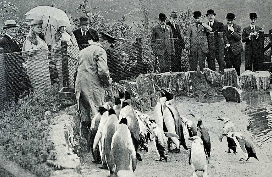 100 Jahre Pinguine in Europa